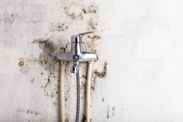 Best Mold Removal Company Near Me  in Ridgeway, AK