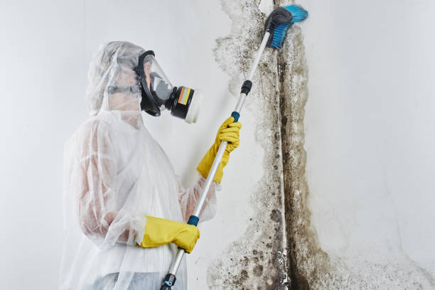 Mold Testing and Removal in Ridgeway, AK