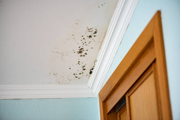 Best Black Mold Removal  in Ridgeway, AK