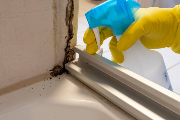 Best Professional Mold Removal  in Ridgeway, AK