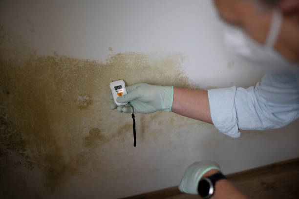 Best Mold Remediation Experts  in Ridgeway, AK