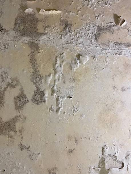 Best Mold Removal Company Near Me  in Ridgeway, AK