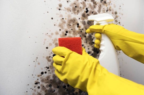 Best Residential Mold Removal  in Ridgeway, AK