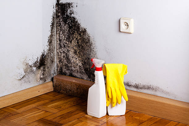 Mold Removal and Inspection in Ridgeway, AK