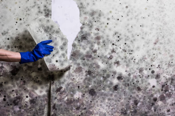 Best Affordable Mold Removal  in Ridgeway, AK