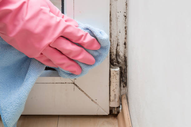 Best Local Mold Removal Service  in Ridgeway, AK