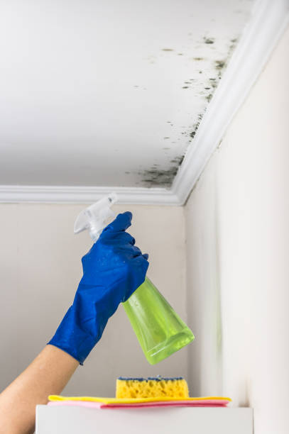 Best Mold Removal Specialists  in Ridgeway, AK
